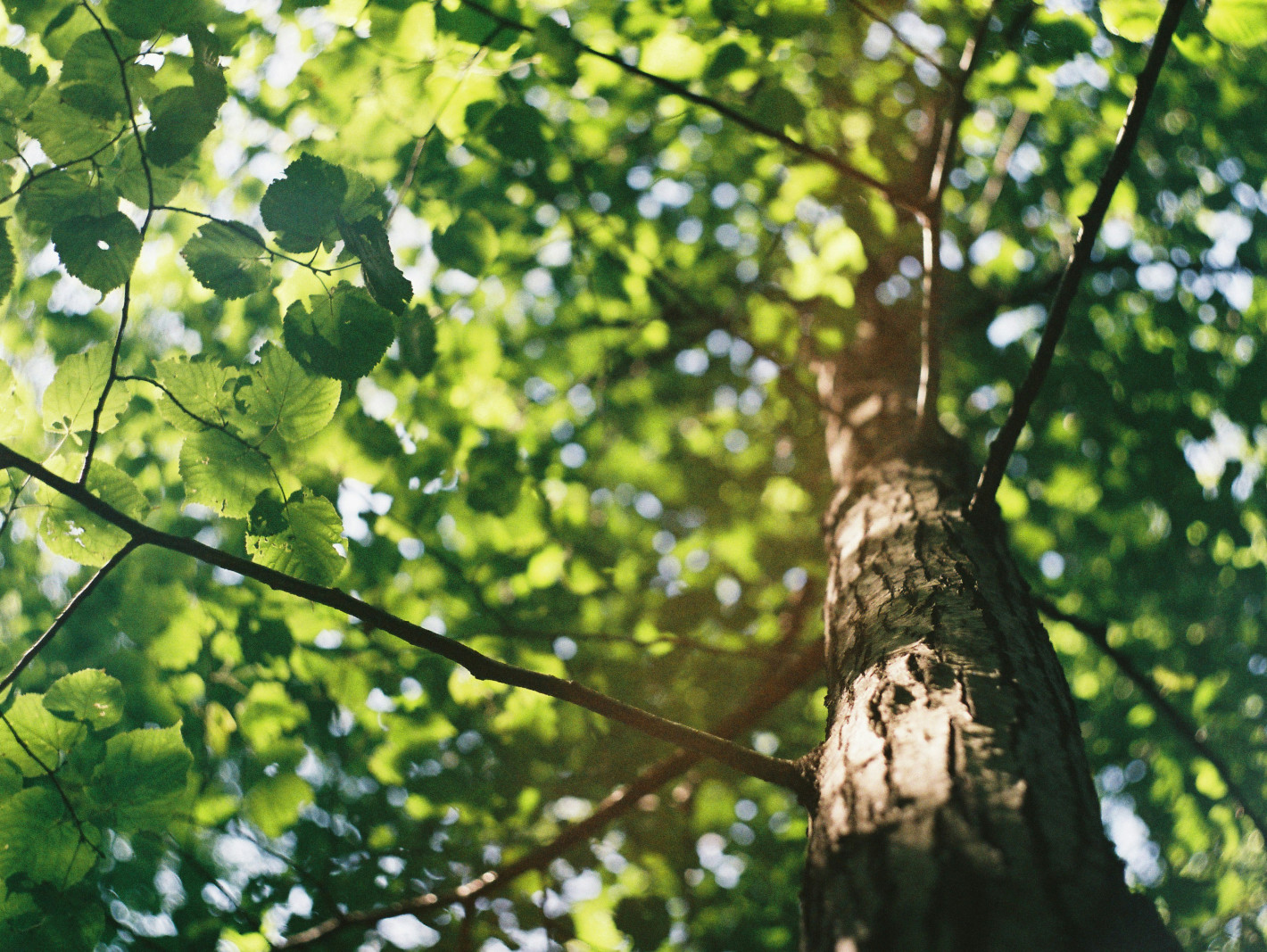 Nahaufnahme Baum, Perspektive von unten in die Baumkrone